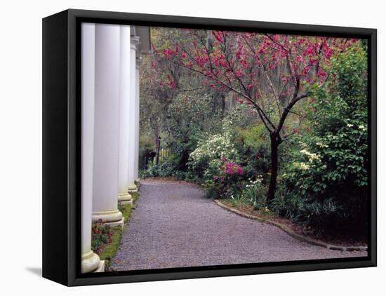 Walkway in Gardens, Magnolia Plantation and Gardens, Charleston, South Carolina, USA-Julie Eggers-Framed Premier Image Canvas