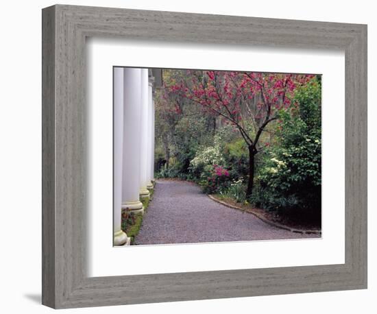 Walkway in Gardens, Magnolia Plantation and Gardens, Charleston, South Carolina, USA-Julie Eggers-Framed Photographic Print