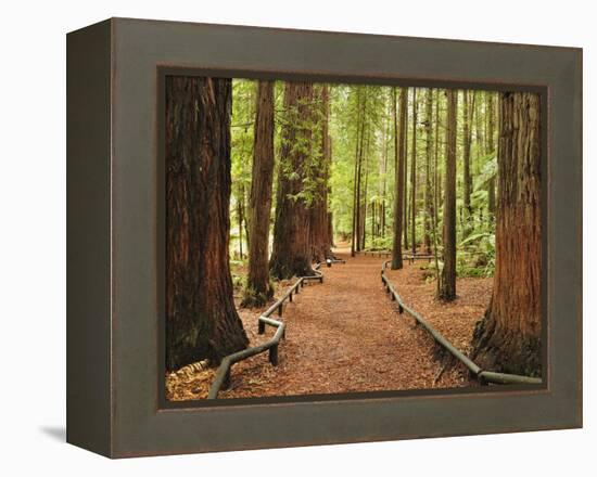 Walkway, the Redwoods, Rotorua, Bay of Plenty, North Island, New Zealand, Pacific-Jochen Schlenker-Framed Premier Image Canvas