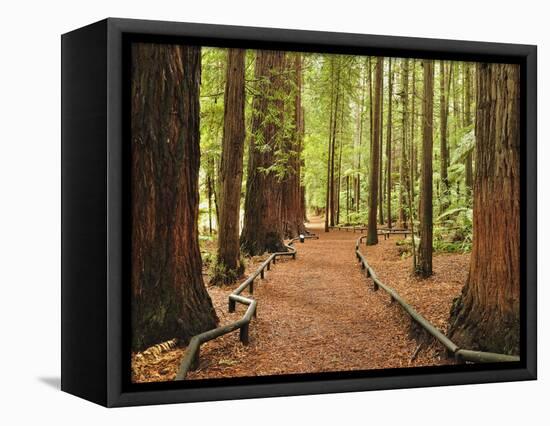 Walkway, the Redwoods, Rotorua, Bay of Plenty, North Island, New Zealand, Pacific-Jochen Schlenker-Framed Premier Image Canvas