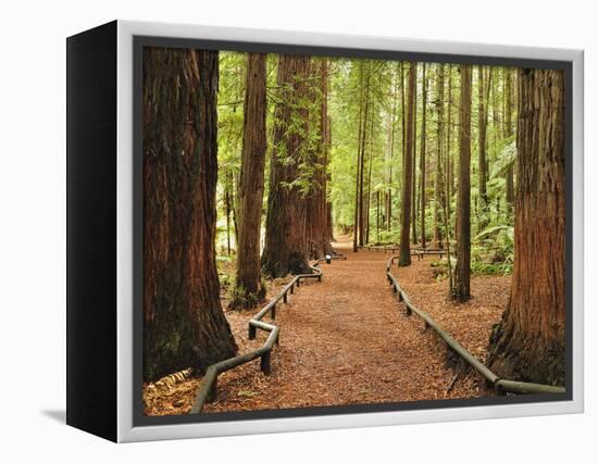 Walkway, the Redwoods, Rotorua, Bay of Plenty, North Island, New Zealand, Pacific-Jochen Schlenker-Framed Premier Image Canvas