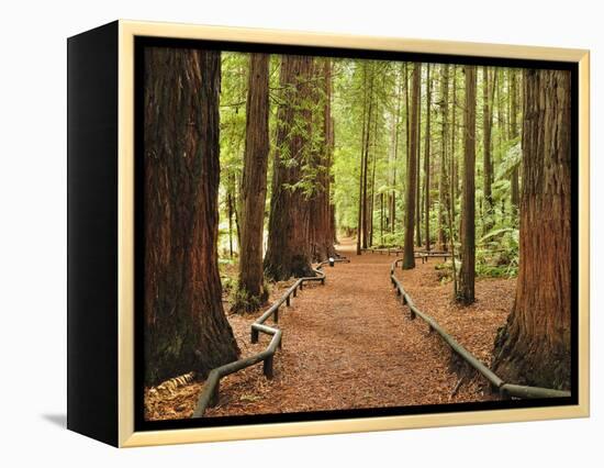 Walkway, the Redwoods, Rotorua, Bay of Plenty, North Island, New Zealand, Pacific-Jochen Schlenker-Framed Premier Image Canvas