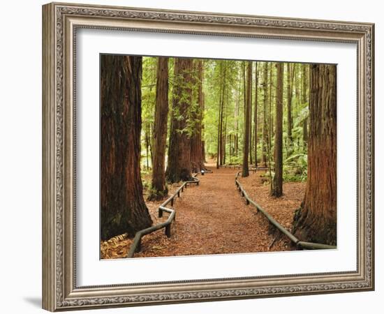 Walkway, the Redwoods, Rotorua, Bay of Plenty, North Island, New Zealand, Pacific-Jochen Schlenker-Framed Photographic Print