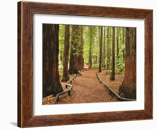 Walkway, the Redwoods, Rotorua, Bay of Plenty, North Island, New Zealand, Pacific-Jochen Schlenker-Framed Photographic Print