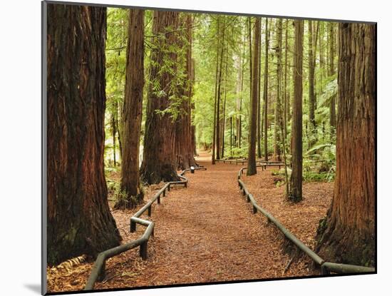 Walkway, the Redwoods, Rotorua, Bay of Plenty, North Island, New Zealand, Pacific-Jochen Schlenker-Mounted Photographic Print