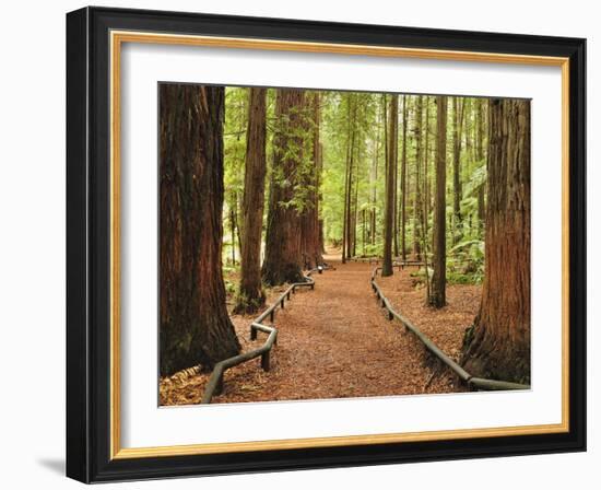 Walkway, the Redwoods, Rotorua, Bay of Plenty, North Island, New Zealand, Pacific-Jochen Schlenker-Framed Photographic Print