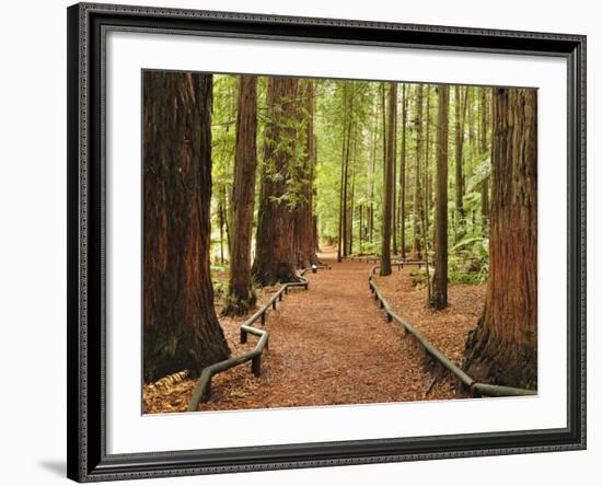 Walkway, the Redwoods, Rotorua, Bay of Plenty, North Island, New Zealand, Pacific-Jochen Schlenker-Framed Photographic Print