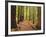 Walkway, the Redwoods, Rotorua, Bay of Plenty, North Island, New Zealand, Pacific-Jochen Schlenker-Framed Photographic Print