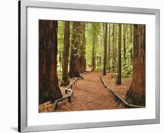 Walkway, the Redwoods, Rotorua, Bay of Plenty, North Island, New Zealand, Pacific-Jochen Schlenker-Framed Photographic Print