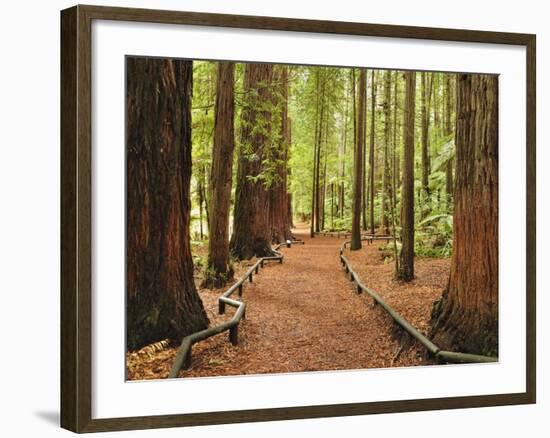 Walkway, the Redwoods, Rotorua, Bay of Plenty, North Island, New Zealand, Pacific-Jochen Schlenker-Framed Photographic Print