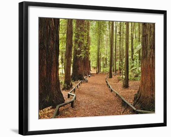 Walkway, the Redwoods, Rotorua, Bay of Plenty, North Island, New Zealand, Pacific-Jochen Schlenker-Framed Photographic Print