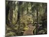 Walkway Through Swamp Forest, Ships Creek, West Coast, South Island, New Zealand, Pacific-Jochen Schlenker-Mounted Photographic Print