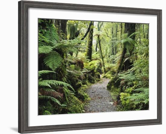 Walkway Through Swamp Forest, Ships Creek, West Coast, South Island, New Zealand, Pacific-Jochen Schlenker-Framed Photographic Print