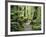 Walkway Through Swamp Forest, Ships Creek, West Coast, South Island, New Zealand, Pacific-Jochen Schlenker-Framed Photographic Print