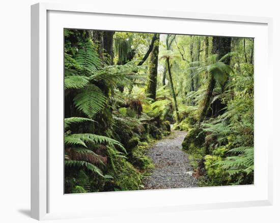 Walkway Through Swamp Forest, Ships Creek, West Coast, South Island, New Zealand, Pacific-Jochen Schlenker-Framed Photographic Print
