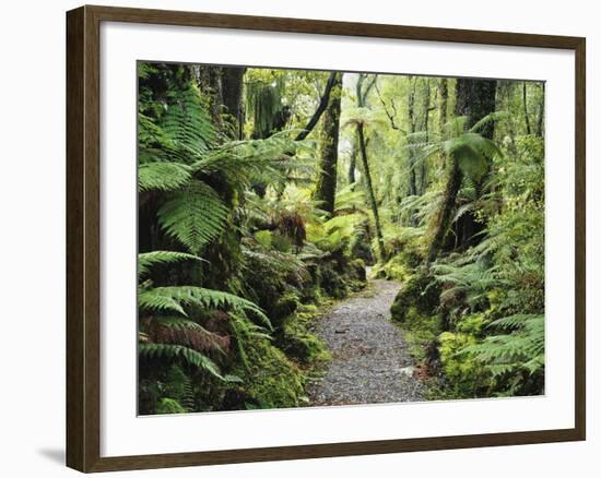 Walkway Through Swamp Forest, Ships Creek, West Coast, South Island, New Zealand, Pacific-Jochen Schlenker-Framed Photographic Print