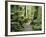 Walkway Through Swamp Forest, Ships Creek, West Coast, South Island, New Zealand, Pacific-Jochen Schlenker-Framed Photographic Print