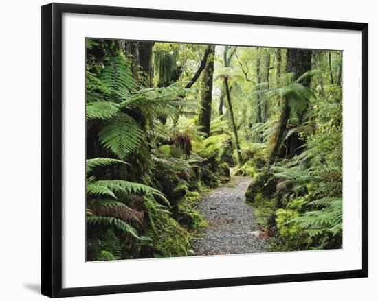 Walkway Through Swamp Forest, Ships Creek, West Coast, South Island, New Zealand, Pacific-Jochen Schlenker-Framed Photographic Print