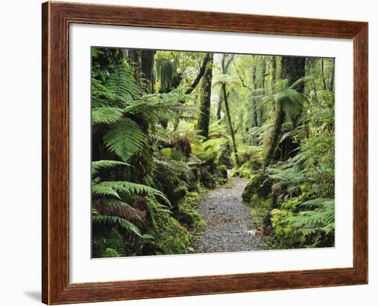 Walkway Through Swamp Forest, Ships Creek, West Coast, South Island, New Zealand, Pacific-Jochen Schlenker-Framed Photographic Print