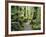 Walkway Through Swamp Forest, Ships Creek, West Coast, South Island, New Zealand, Pacific-Jochen Schlenker-Framed Photographic Print