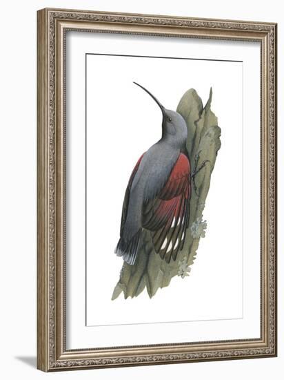 Wall Creeper (Tichodroma Muraria), Birds-Encyclopaedia Britannica-Framed Art Print