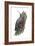 Wall Creeper (Tichodroma Muraria), Birds-Encyclopaedia Britannica-Framed Art Print