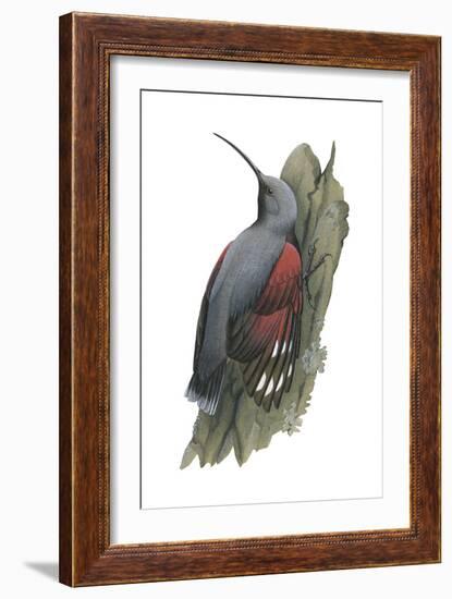 Wall Creeper (Tichodroma Muraria), Birds-Encyclopaedia Britannica-Framed Art Print