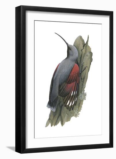 Wall Creeper (Tichodroma Muraria), Birds-Encyclopaedia Britannica-Framed Art Print