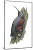 Wall Creeper (Tichodroma Muraria), Birds-Encyclopaedia Britannica-Mounted Art Print
