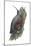 Wall Creeper (Tichodroma Muraria), Birds-Encyclopaedia Britannica-Mounted Art Print