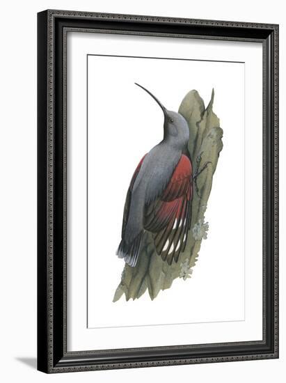 Wall Creeper (Tichodroma Muraria), Birds-Encyclopaedia Britannica-Framed Art Print