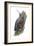 Wall Creeper (Tichodroma Muraria), Birds-Encyclopaedia Britannica-Framed Art Print