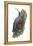 Wall Creeper (Tichodroma Muraria), Birds-Encyclopaedia Britannica-Framed Stretched Canvas