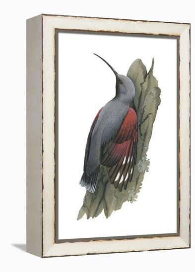 Wall Creeper (Tichodroma Muraria), Birds-Encyclopaedia Britannica-Framed Stretched Canvas