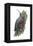 Wall Creeper (Tichodroma Muraria), Birds-Encyclopaedia Britannica-Framed Stretched Canvas