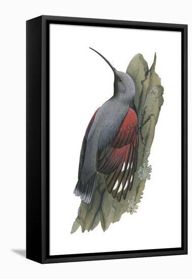 Wall Creeper (Tichodroma Muraria), Birds-Encyclopaedia Britannica-Framed Stretched Canvas