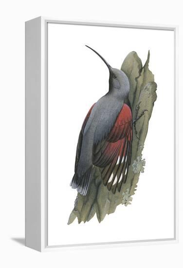 Wall Creeper (Tichodroma Muraria), Birds-Encyclopaedia Britannica-Framed Stretched Canvas