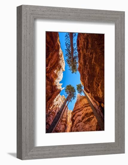 Wall Street, Bryce Canyon National Park, Utah-Michael DeFreitas-Framed Photographic Print