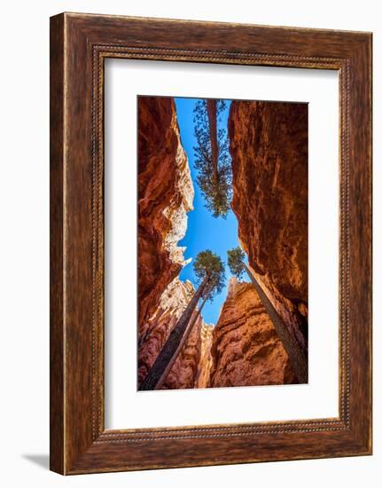 Wall Street, Bryce Canyon National Park, Utah-Michael DeFreitas-Framed Photographic Print