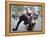 Wall Street Bull-Carol Highsmith-Framed Stretched Canvas