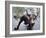 Wall Street Bull-Carol Highsmith-Framed Photo