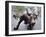 Wall Street Bull-Carol Highsmith-Framed Photo