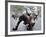 Wall Street Bull-Carol Highsmith-Framed Photo