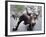 Wall Street Bull-Carol Highsmith-Framed Photo