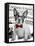 Wall street dog-Anne Storno-Framed Premier Image Canvas