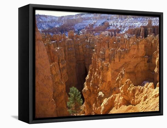 Wall Street, Navajo Loop Trail, Bryce Canyon National Park, Utah, USA-null-Framed Premier Image Canvas