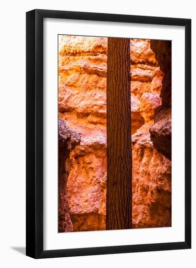 Wall Street Tree Growing Between The Red Rock In Bryce Canyon, Utah-Lindsay Daniels-Framed Photographic Print