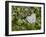 Wall with ivy, heart from stone, close up, still life-Andrea Haase-Framed Photographic Print