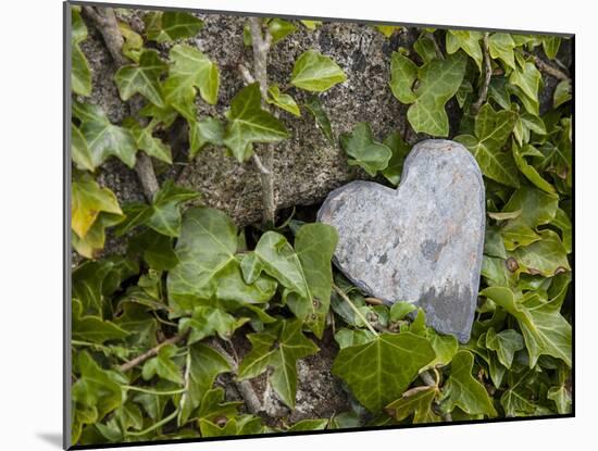 Wall with ivy, heart from stone, close up, still life-Andrea Haase-Mounted Photographic Print