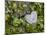 Wall with ivy, heart from stone, close up, still life-Andrea Haase-Mounted Photographic Print